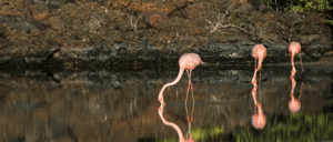 Flamingo at Cormorant Point