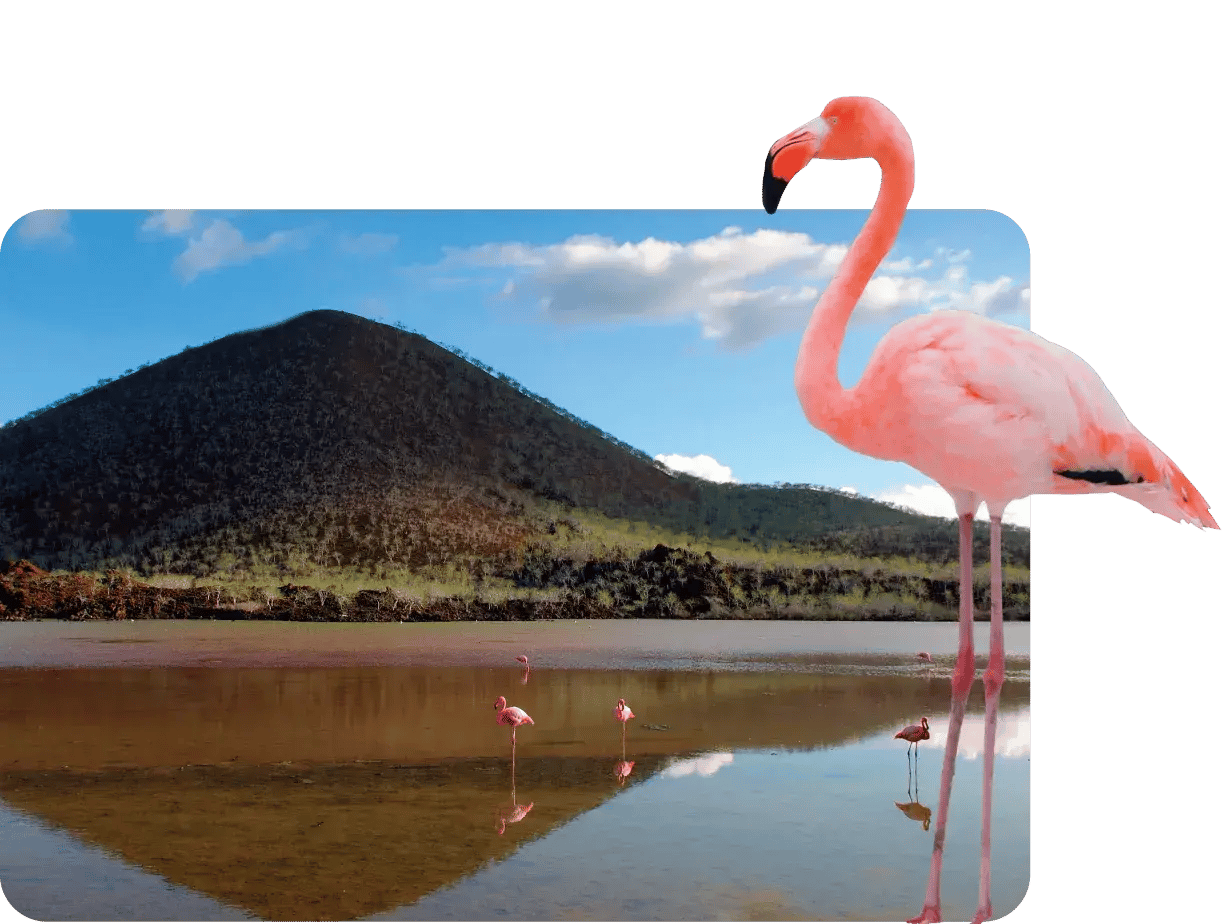 Cormorant Point and a flamingo