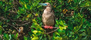 Genovesa Island and a Red footed booby