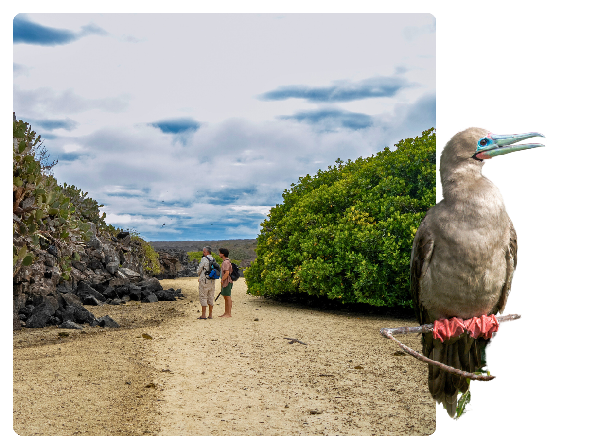 Two passengers in Darwin Bay, a pthe red lace where you can find a red footed booby