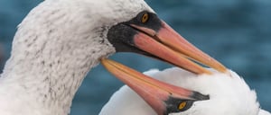 Pair of Nazca boobies pruning the plumage