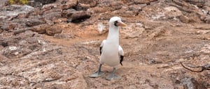 Genovesa Island and a blue footed booby