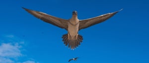 Juvenile red footed bobbies flying over Genovesa island