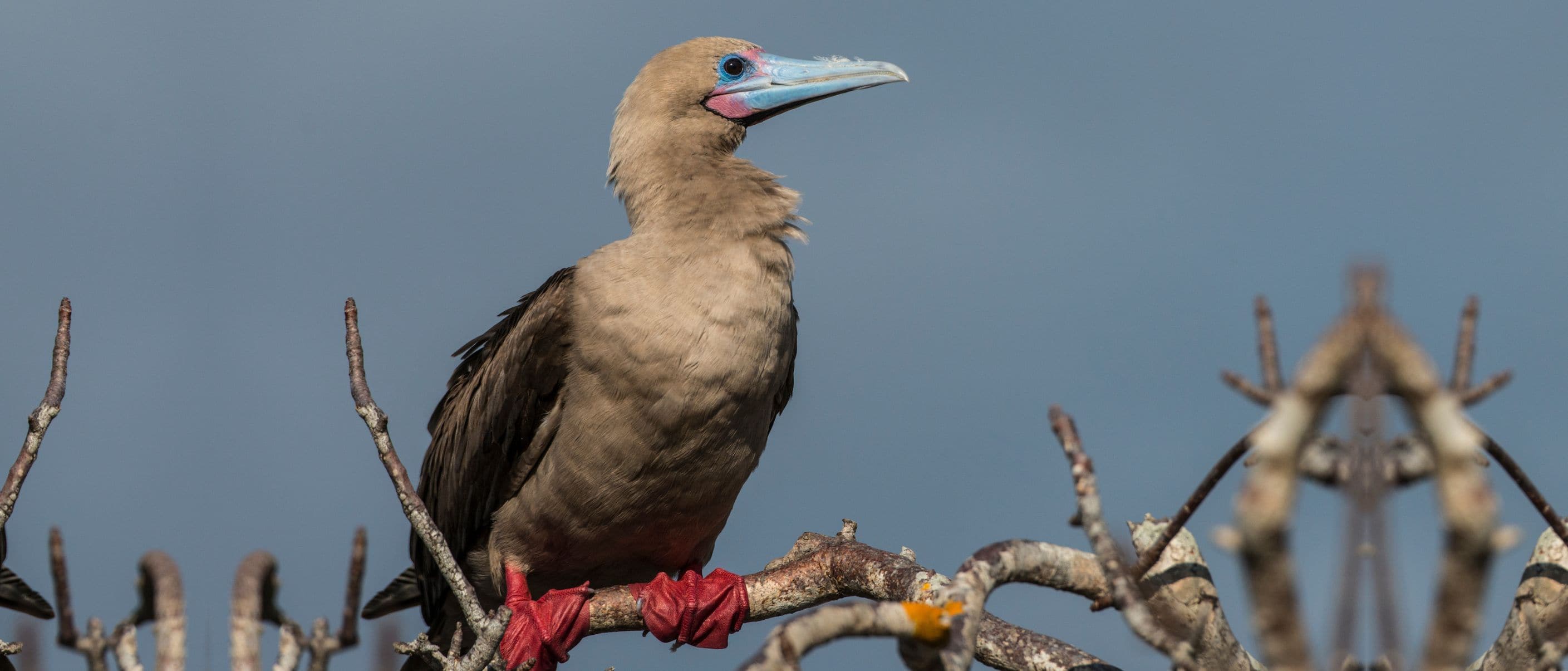 NewWeb-HB-islas-genovesa-red-footed-booby