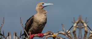 El barranco, Prince Phillip's Steps-Galapagos Island: red-footed-booby