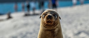 Sea lions resting on Genovesa in Galapagos with tourist on panga