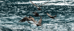 Blue footed booby in Isabela Island