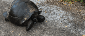 A baby giant tortoise in Urbina Bay