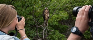 Urbina Bay - Isabela in the Galapagos with tourist taking pictures to Galapagos falcon