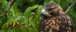 Urbina Bay - Isabela in the Galapagos view of a Galapagos Hawk