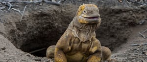 Urbina Bay - Isabela in the Galapagos view of a Land iguana