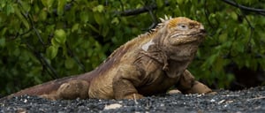 Urbina Bay - Isabela in the Galapagos view of a Land iguana