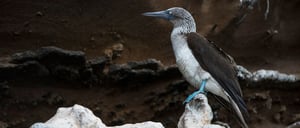 Vicente Roca Point in Isabella Island, view of a blue footed boobie