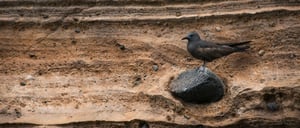 Vicente Roca Point in Isabella Island, view of a Galapagos Pidgeon