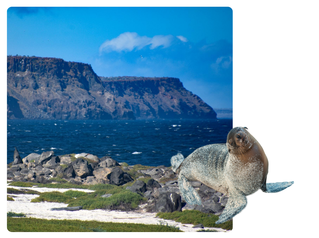 Mosquera Islat and a Sea Lion