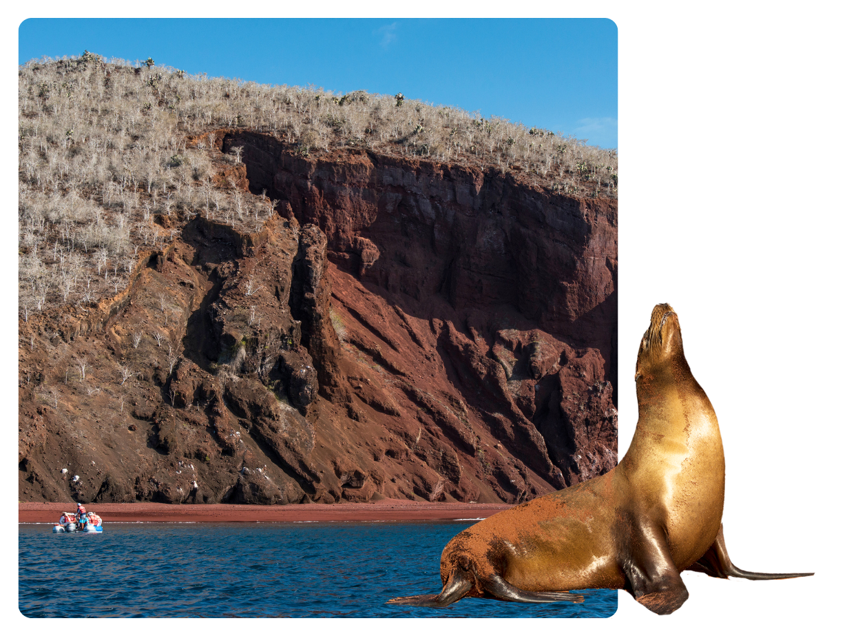 Rabida Island, Galapagos Island: A sea lion and a landscape of Rabida Island