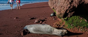 Rabida in Galapagos Islands, view of the red sand with a sea lion sunbathing and tourist walking in the beach