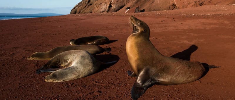 NewWeb-HB-islas-rabida-sea-lions-shore