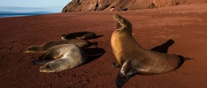 Rabida in Galapagos Islands, view of the red sand with sea lions sunbathing