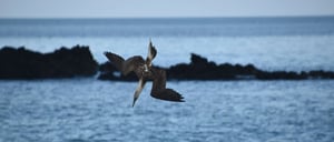 Cerro Brujo - San Cristobal in Galapagos Islands, Blue footed boobie fishing