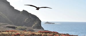 Pitt Point - San Cristobal in Galapagos Islands, view of a boobie flying over the hills