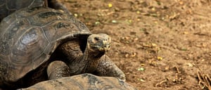 Cerro colorado - San Cristobal in the Galapagos Islands, view of a tortoise eating