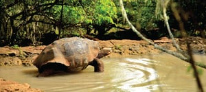 Galapagos Giant Tortoise in the San Cristobal Island 