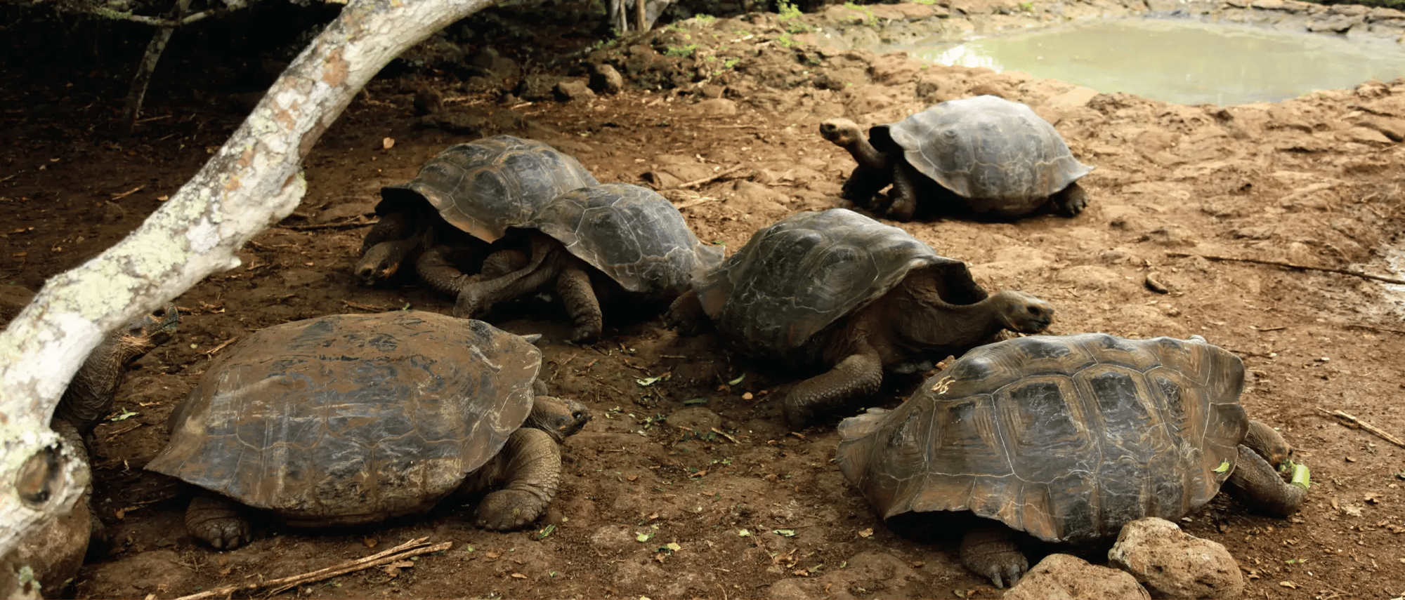 Cerro colorado - San Cristobal in the Galapagos Islands, view of a giant tortoises remaining in their habitat
