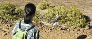 Pitt Point - San Cristobal in Galapagos Islands, view of a red footed boobie in a rock