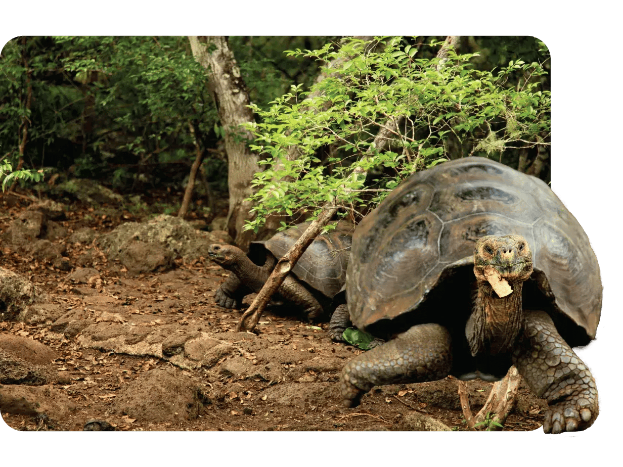Cerro Colorado - San Cristobal in the Galapagos Islands, view of a giant tortoises remaining in their habitat