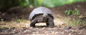 Charles darwin station galapagos giant tortoise
