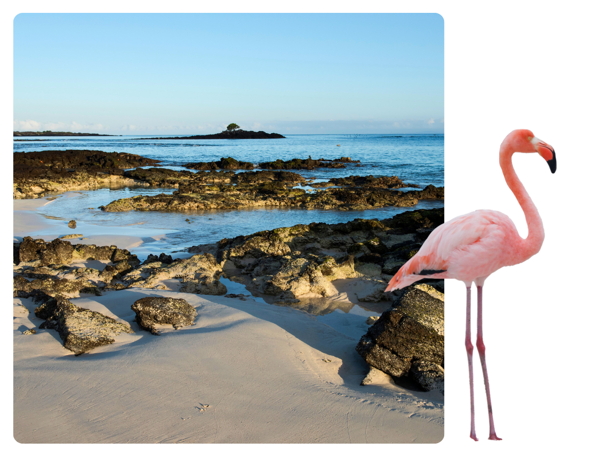 Santa Cruz Island, Galapagos Island: A flamingo in a shore at Bachas Beach
