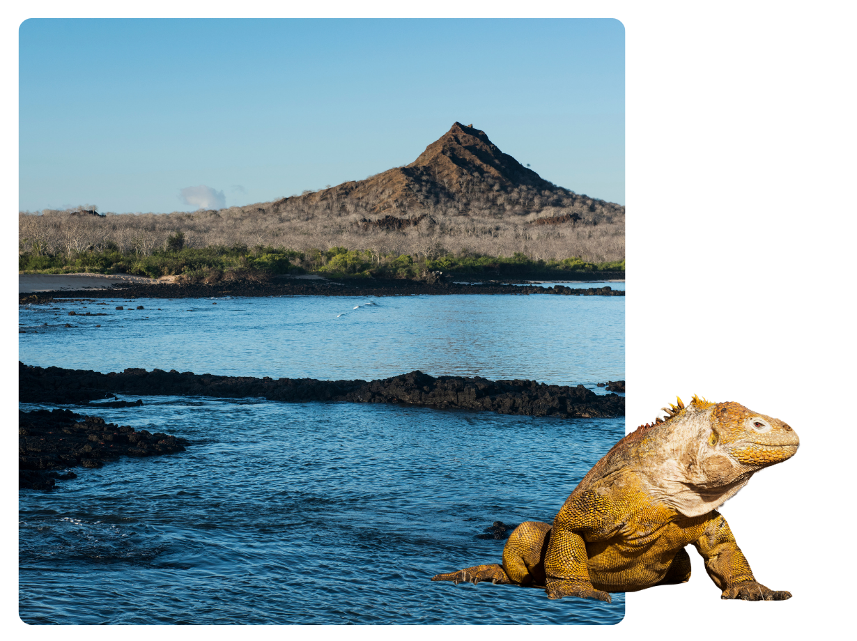 Santa Cruz Island, Galapagos Island: A view with a Land Iguana