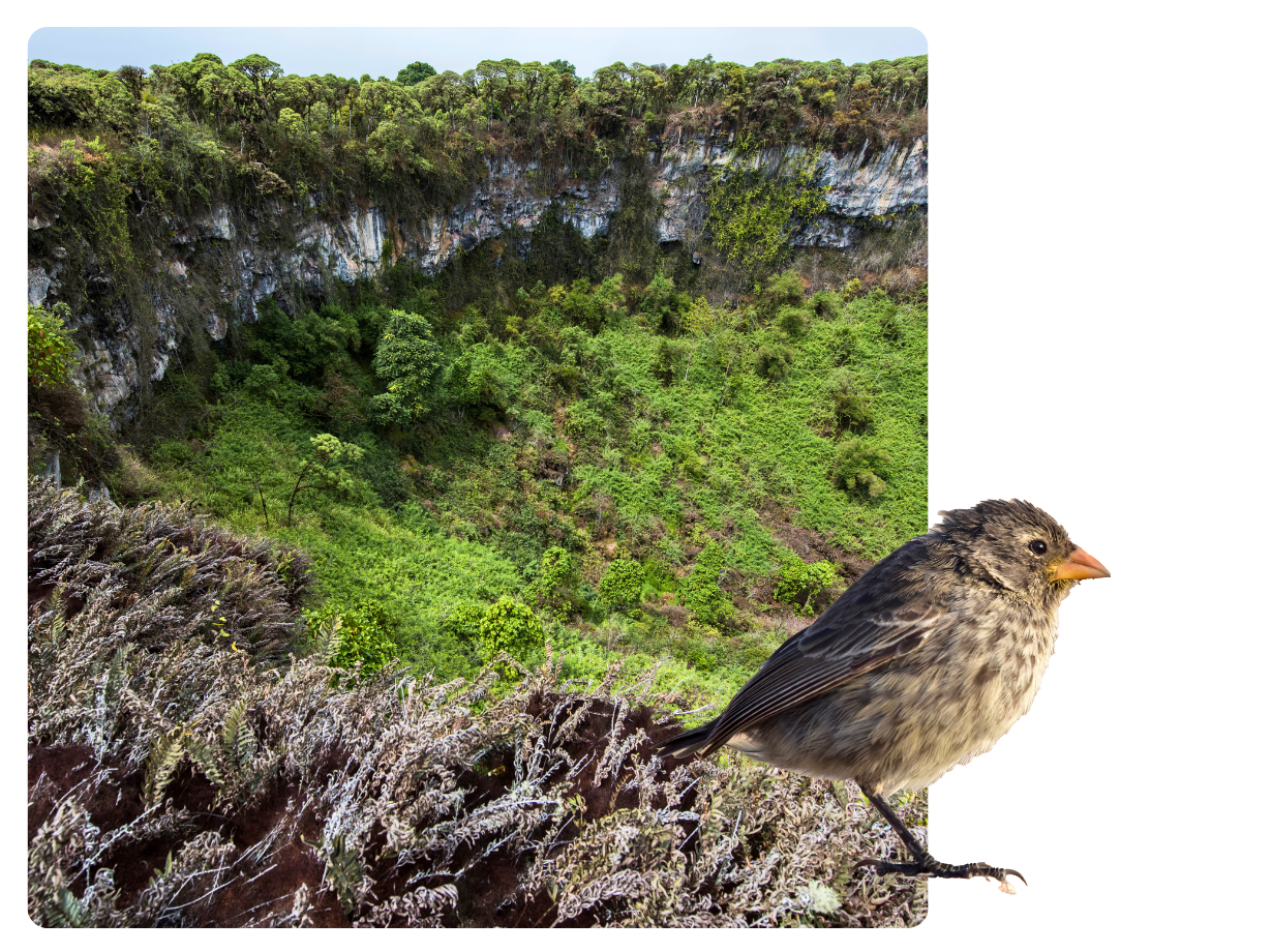 Santa Cruz Island, Galapagos Island: A landscape and a Darwin Finch