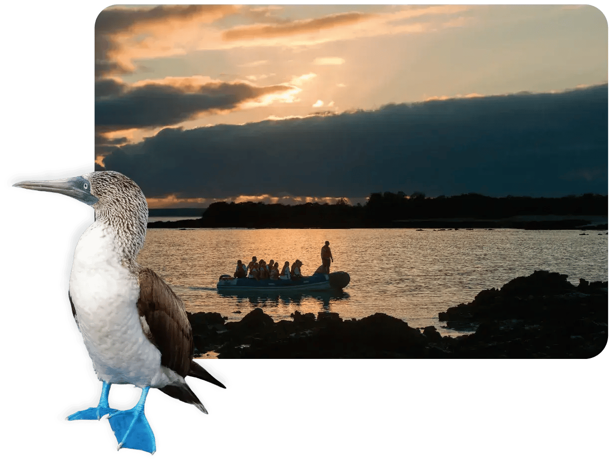 Punta carrion Galapagos Island: Travelers in a dinghy ride exploring Punta Carrion, a visitor site at Santa Cruz Island in a sunset, and a blue footed booby