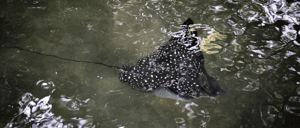 Black Turtle Cove - Santa Cruz in the Galapagos: Stingray swimming at Santa Cruz Island