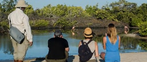 Bachas Beach - Santa Cruz in the Galapagos Islands with tourist looking Flemings