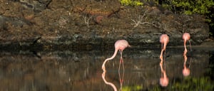 Bachas Beach - Santa Cruz in the Galapagos view of the laggon with flamingos