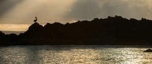 Bachas Beach - Santa Cruz in the Galapagos Islands landscape silhouette of a pelican