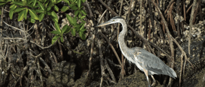 Black Turtle Cove - Santa Cruz in the Galapagos: Great Blue Heron