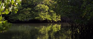 Black Turtle Cove - Santa Cruz in the Galapagos view of mangrove