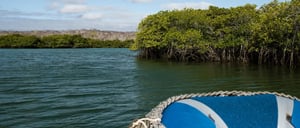Black Turtle Cove - Santa Cruz in the Galapagos view of mangrove in panga