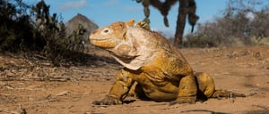 Dragon Hill - Santa Cruz in the Galapagos view of a land iguana