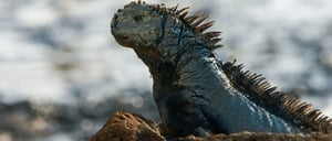 Dragon Hill - Santa Cruz in the Galapagos view of a marine iguana