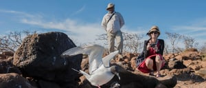 Dragon Hill - Santa Cruz in the Galapagos Islands, view of volcanic beach and tourist watching the seagulls
