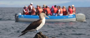 Punta Carrion - Santa Cruz in the Galapagos Islands. Travelers in a Panga