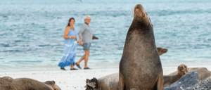 Santa Fe in Galapagos Island with white sand beach and sea lions