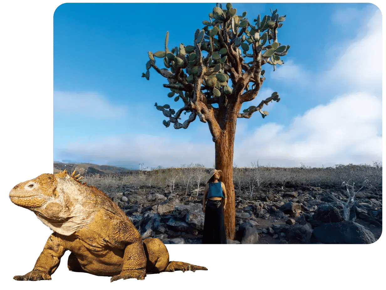 A traveler girl with a tree and a land iguana at the Santa Fe Island