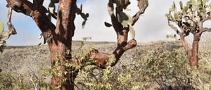 Santa Fe in Galapagos Island with Tourist looking a falcon on land
