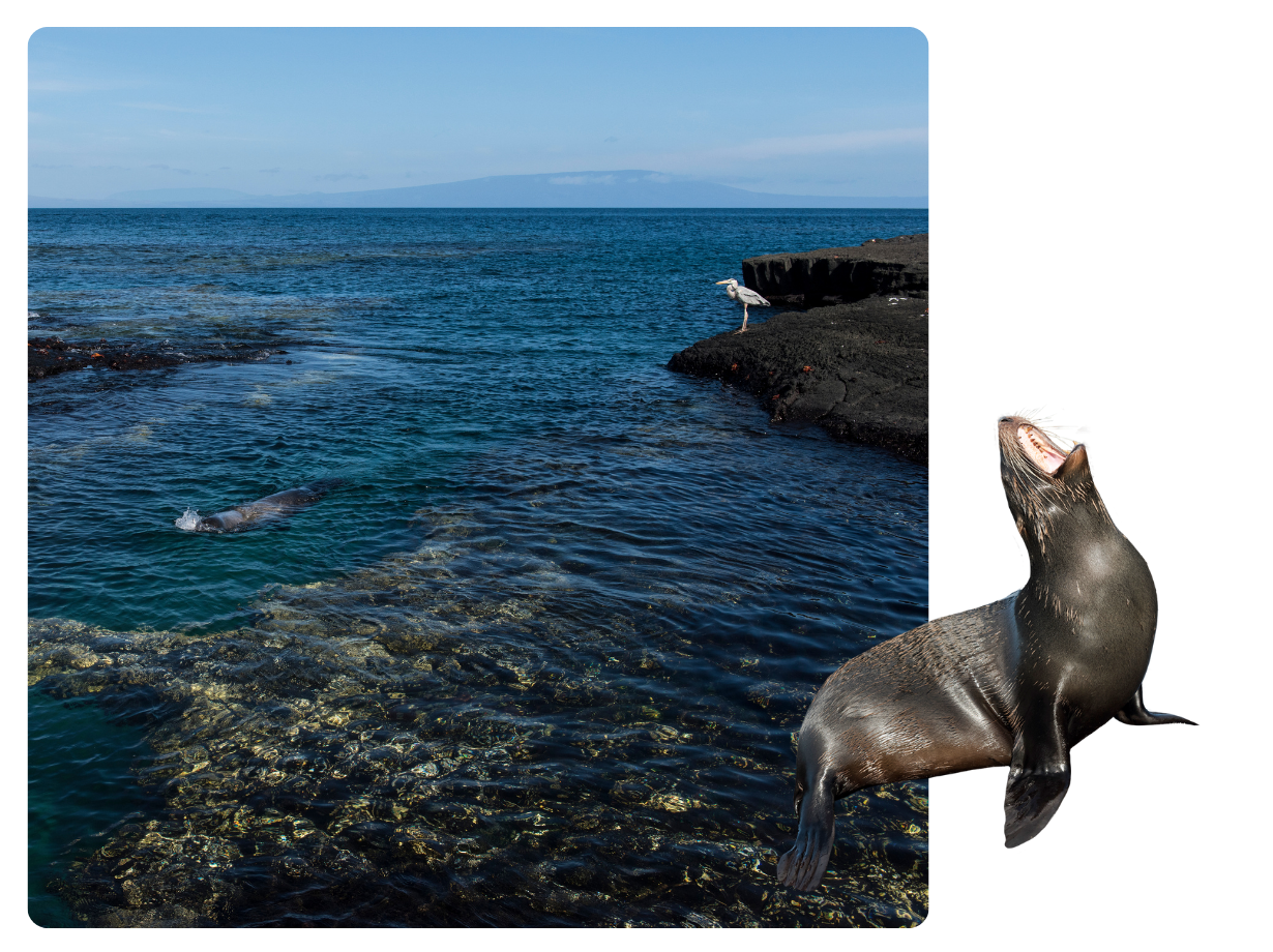 Egas Port at Santiago Island, Galapagos Island: Fur Seal swimming at Egas Port